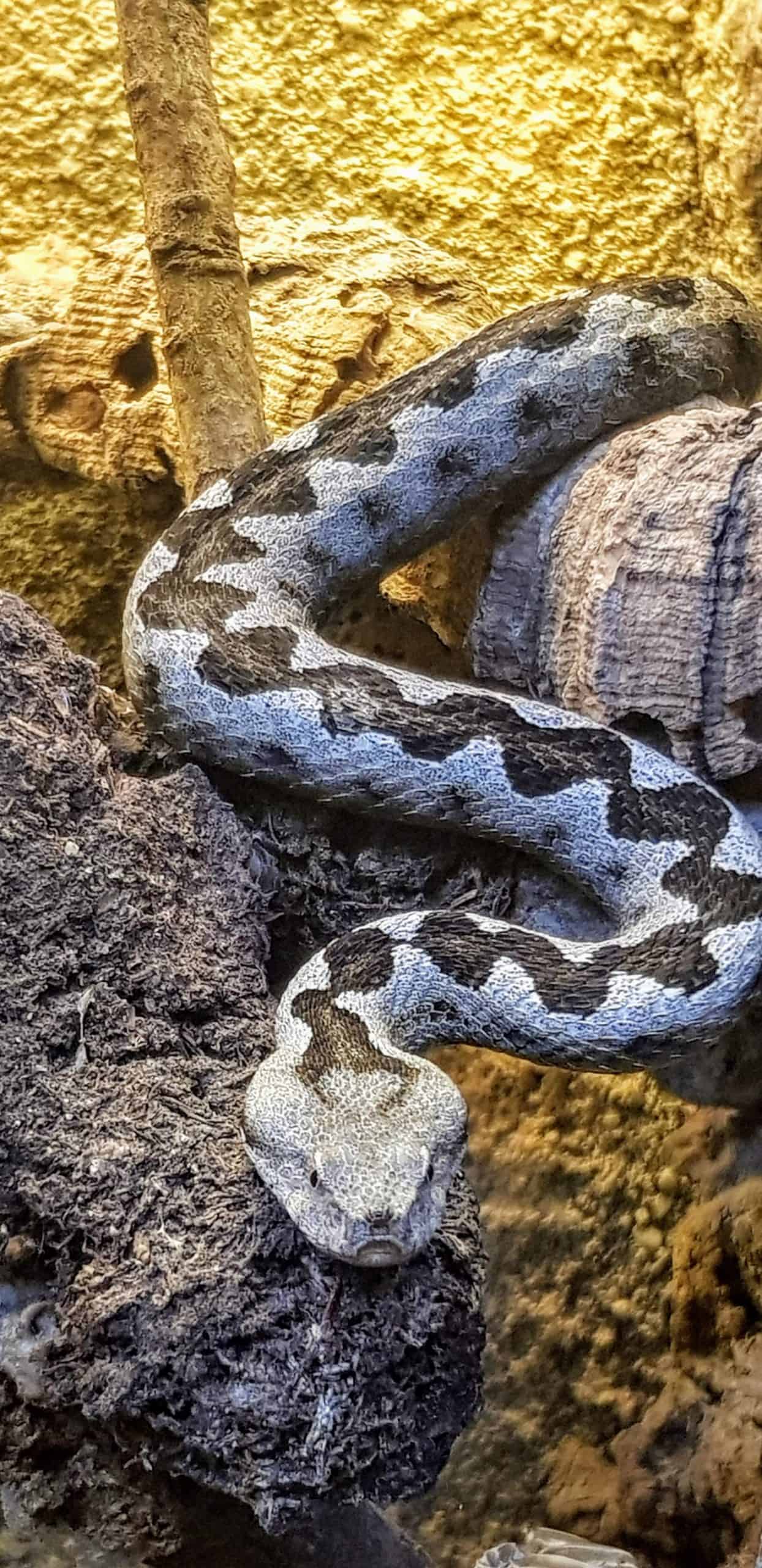 Schlange im Zoo Happ in Klagenfurt, Kärnten