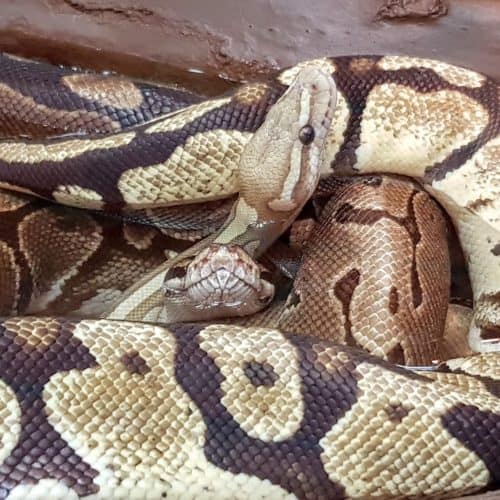 Schlangen im Wasserbecken - Reptilienzoo Happ Klagenfurt, Österreich