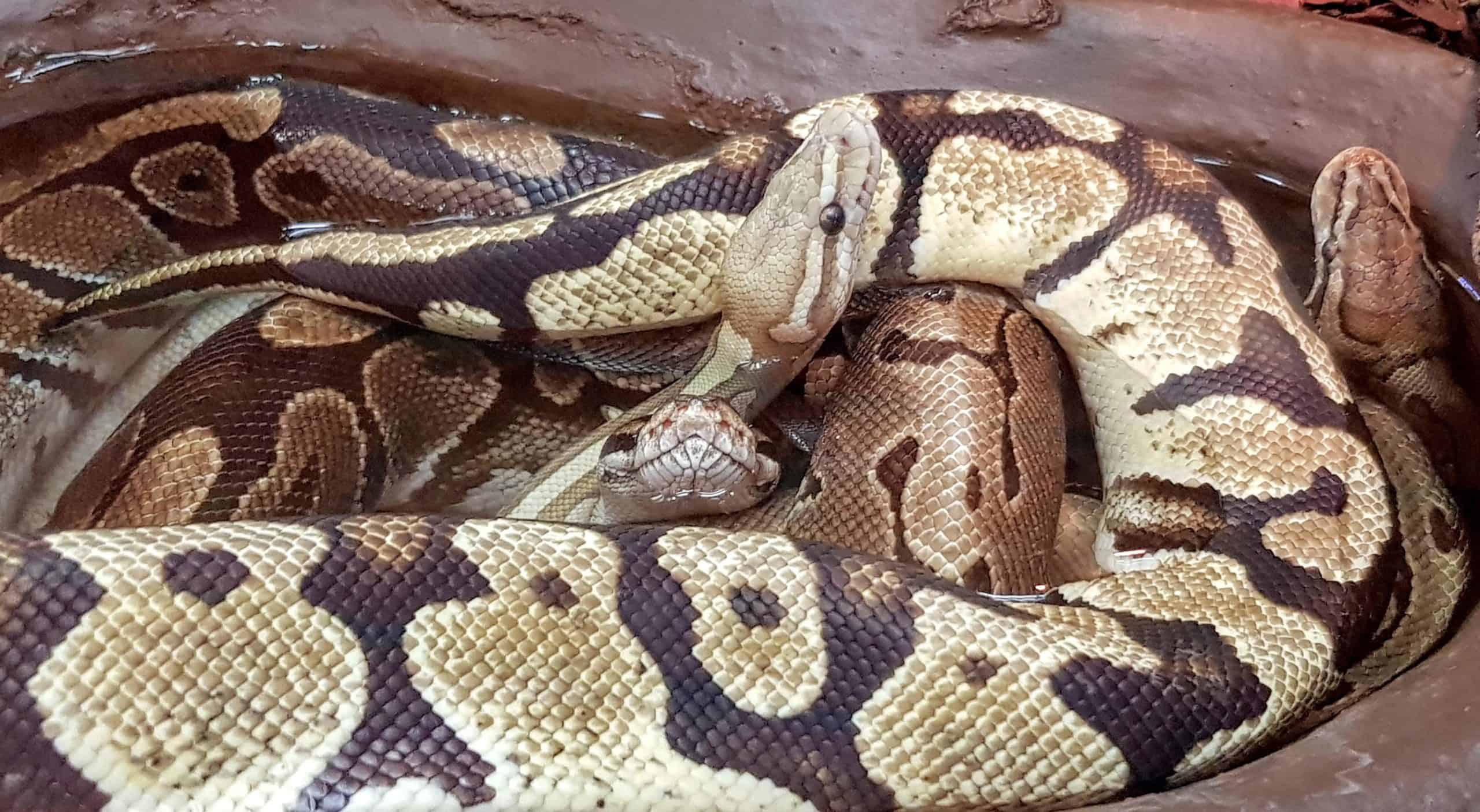 Schlangen im Wasserbecken - Reptilienzoo Happ Klagenfurt, Österreich