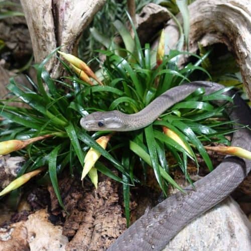 Schwarze Mamba für Tierpatenschaften im Reptilienzoo Happ. Sehenswürdigkeit in Klagenfurt am Wörthersee