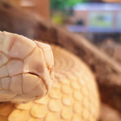 Albino Texas Klapperschlange im Reptilienzoo Happ. Tierpatenschaften möglich. Ausflugsziel in Österreich