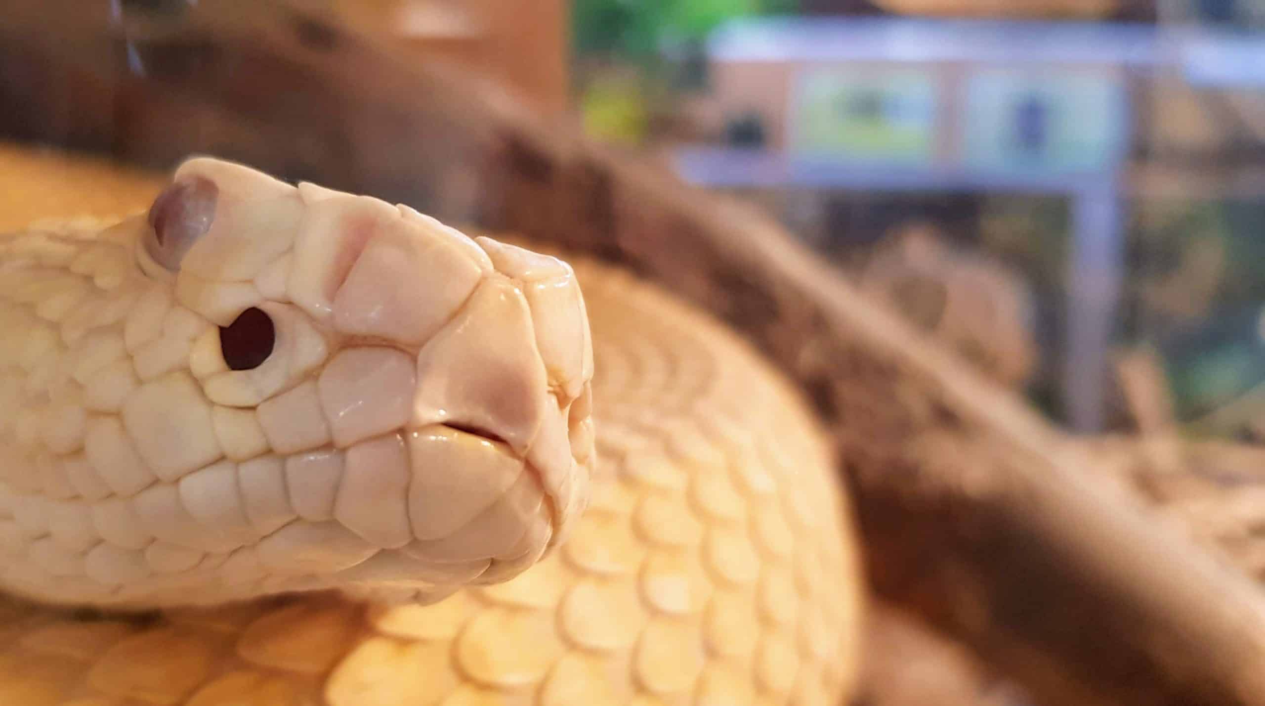 Albino Texas Klapperschlange im Reptilienzoo Happ. Tierpatenschaften möglich. Ausflugsziel in Österreich