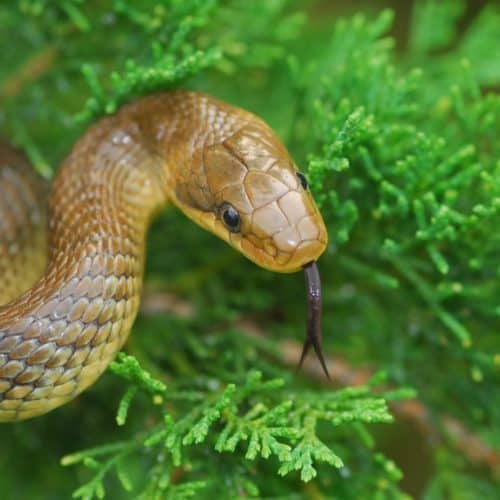 Schlange für Reptilien-Patenschaften im Reptilienzoo Happ in Kärnten