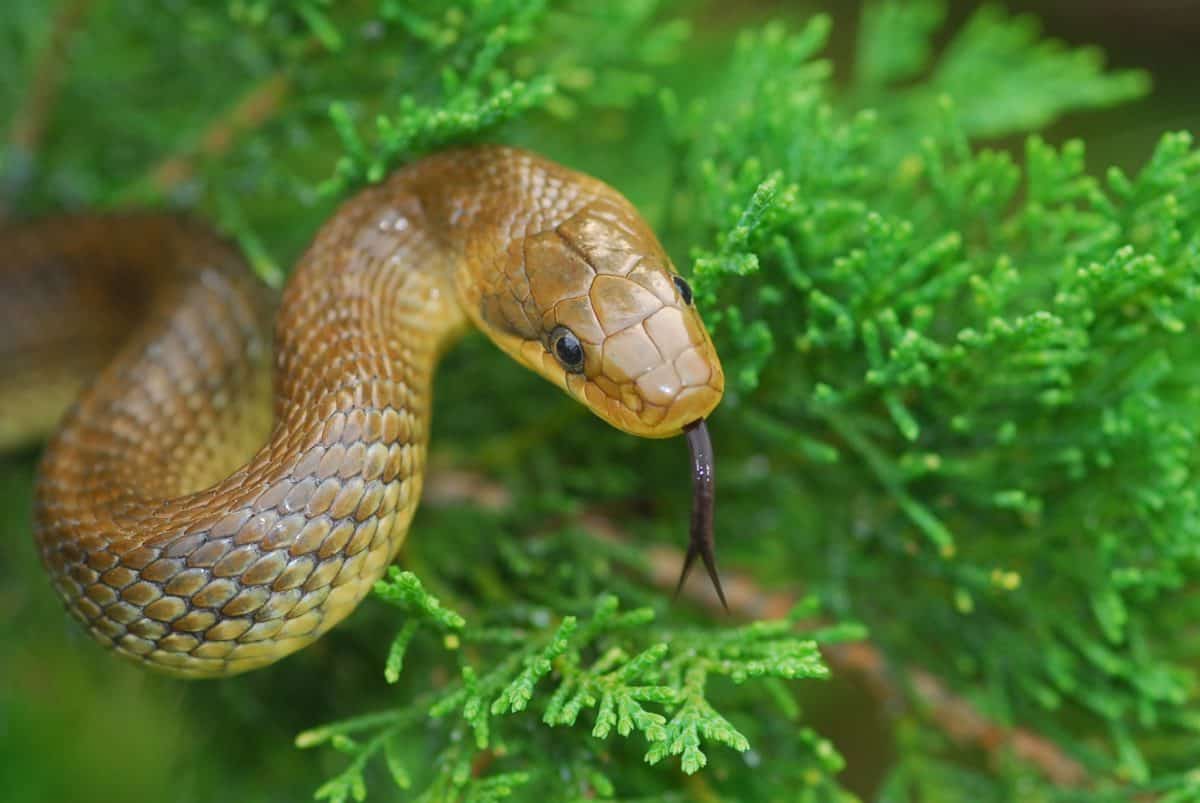 Schlange für Reptilien-Patenschaften im Reptilienzoo Happ in Kärnten