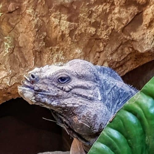 Reptilien im Reptilienzoo Happ in Klagenfurt. Tierpatenschaften für Eidechsen möglich.