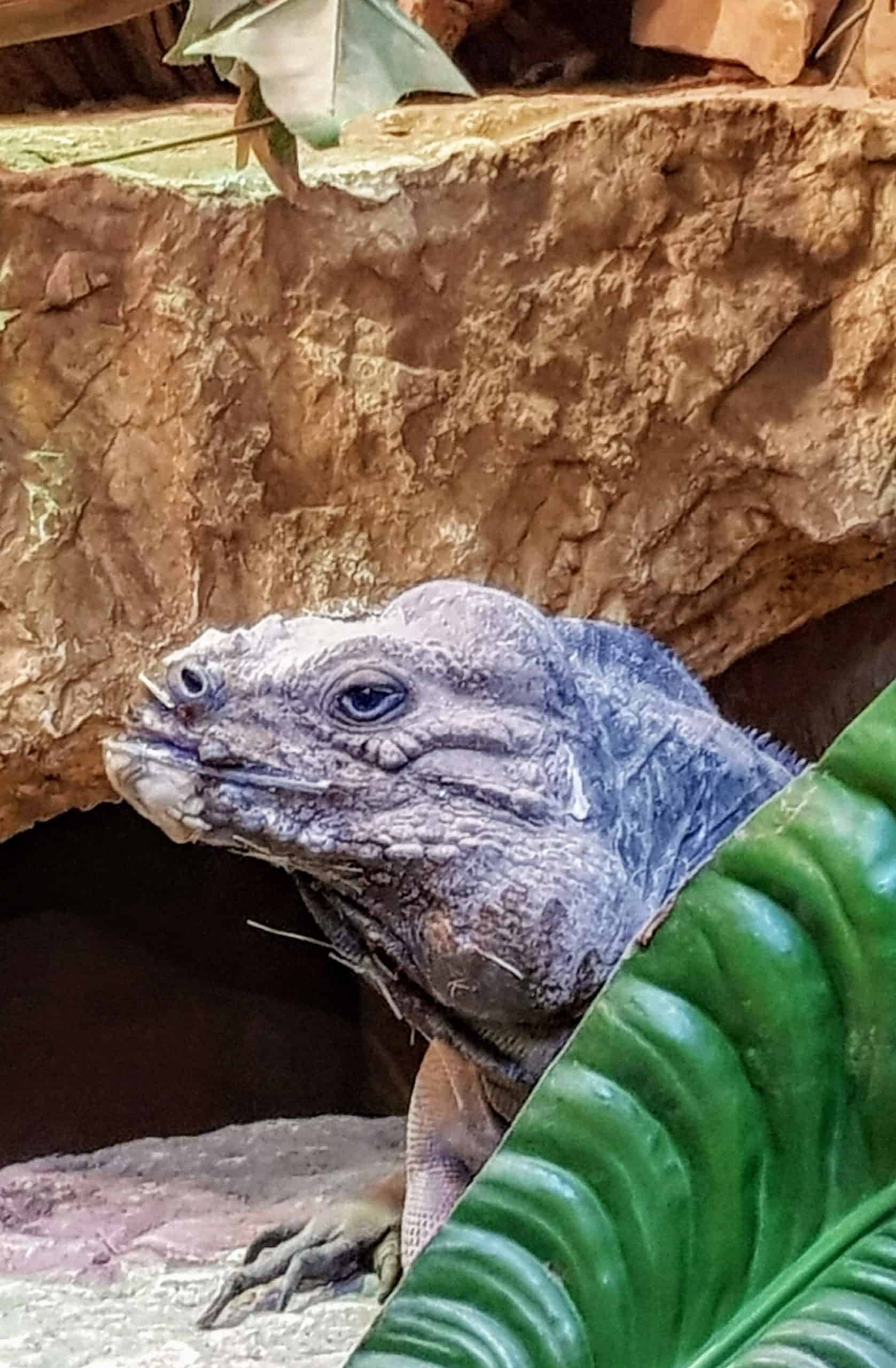 Reptilien im Reptilienzoo Happ in Klagenfurt. Tierpatenschaften für Eidechsen möglich.