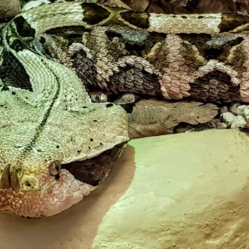 Giftschlangen im Reptilienzoo Happ am Wörthersee in Österreich. Tier-Patenschaften möglich.