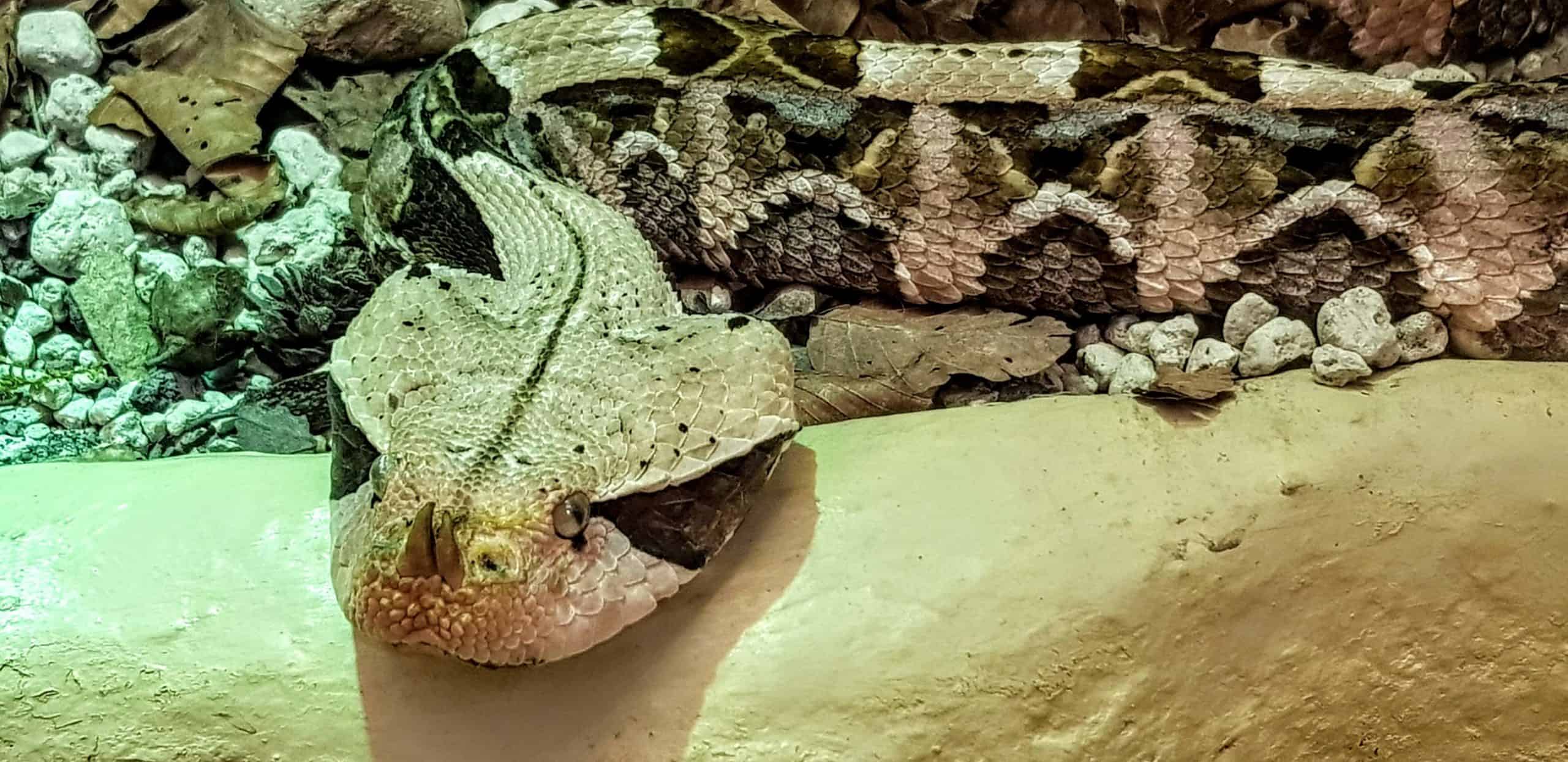 Giftschlangen im Reptilienzoo Happ am Wörthersee in Österreich. Tier-Patenschaften möglich.