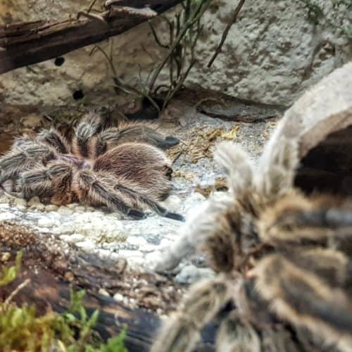 Vogelspinnen im Reptilienzoo Happ. Patenschaften für Spinnen und Reptilien möglich. Ausflugsziel in Kärnten am Wörthersee