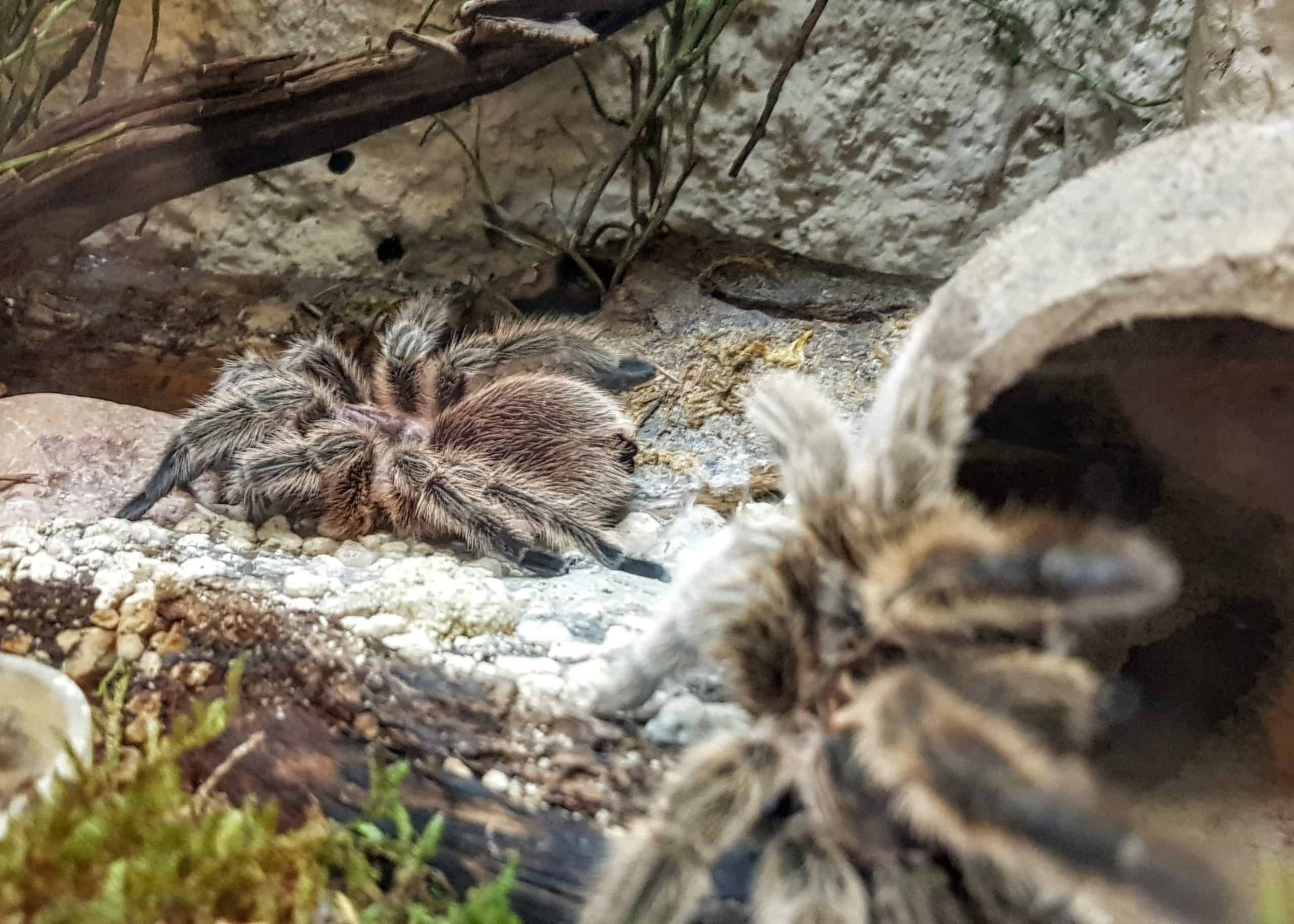 Vogelspinnen im Reptilienzoo Happ. Patenschaften für Spinnen und Reptilien möglich. Ausflugsziel in Kärnten am Wörthersee