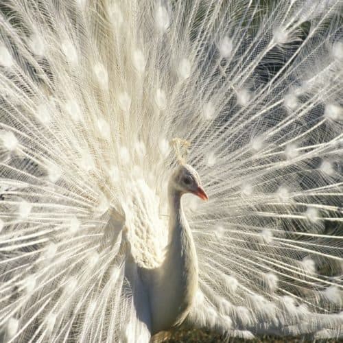 Weißer Pfau im Vogelpark Turnersee. Ausflugsziel für Familien Nähe Klopeinersee in Kärnten - Ausflugstipp für Familien mit Kindern in Österreich.