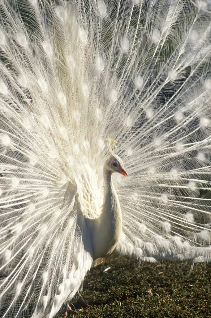 Weißer Pfau im Vogelpark Turnersee. Ausflugsziel für Familien Nähe Klopeinersee in Kärnten - Ausflugstipp für Familien mit Kindern in Österreich.