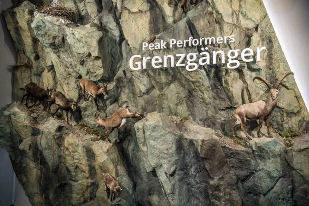 Steinböcke im Nationalpark Hohe Tauern Kärnten im Haus der Steinböcke - Erlebniswelt in Heiligenblut - Winterausflugsziele in Österreich