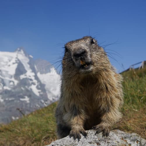 Murmeltiere beobachten bei Besuch der Großglockner Hochalpenstraße in Österreich