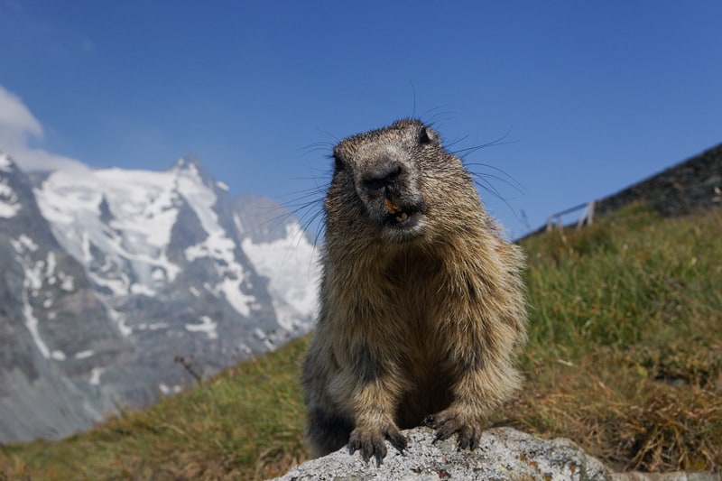 Murmeltiere beobachten bei Besuch der Großglockner Hochalpenstraße in Österreich