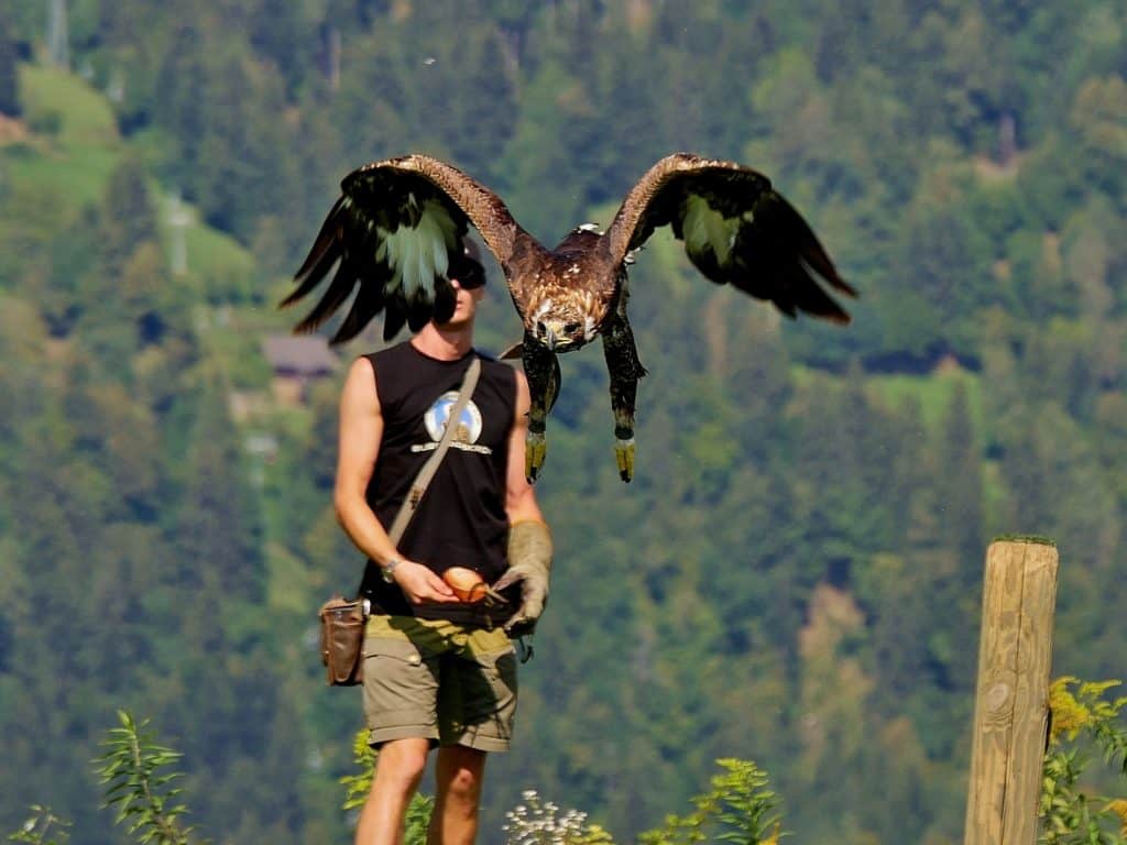 Flugschau auf Burg Landkron bei Affenberg - Adlerarena Kärnten