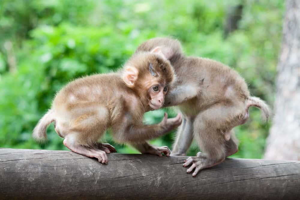 Affen im Zoo Affenberg Landskron bei Villach