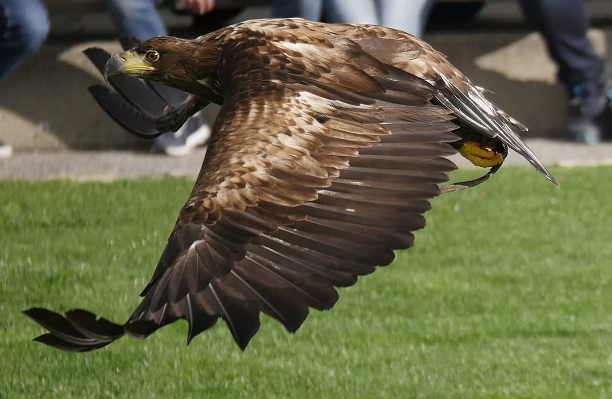 Adler bei Greifvogelschau auf Adlerarena Burg Landskron in Kärnten Urlaubsregion Villach am Ossiacher See