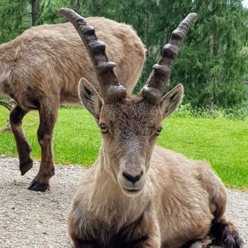 Steinbock im Tierpark Rosegg - geöffnetes Kärntner Ausflugsziel ab März
