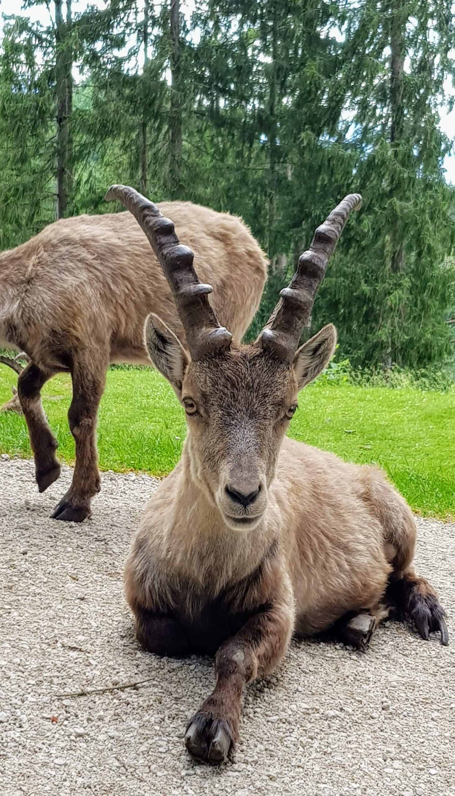 Steinbock im Tierpark Rosegg - geöffnetes Kärntner Ausflugsziel ab März