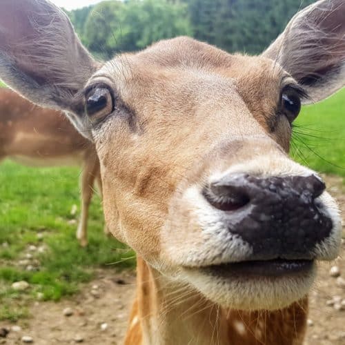 Wild - Tierpark in Kärnten geöffnet in Rosegg