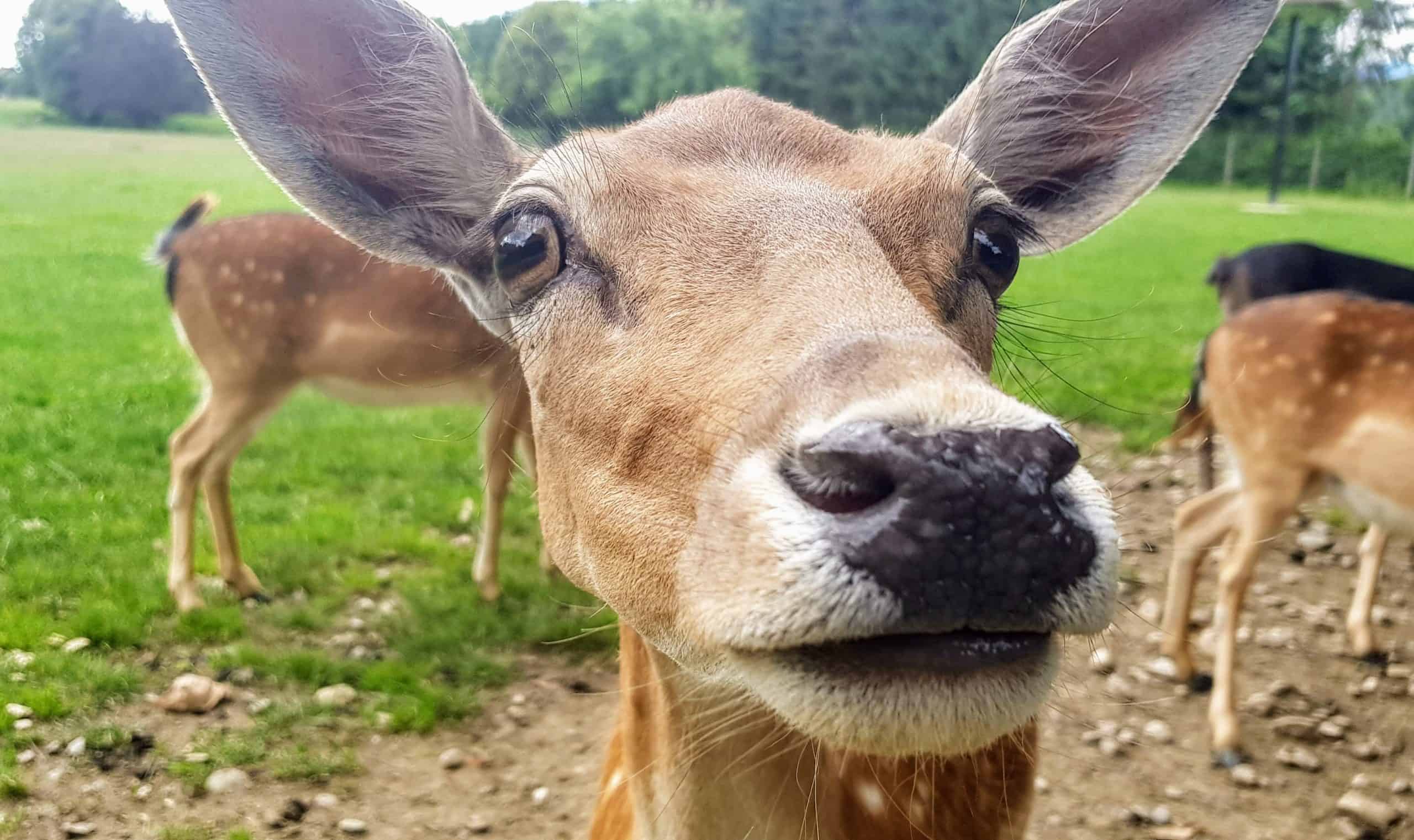 Wild - Tierpark in Kärnten geöffnet in Rosegg