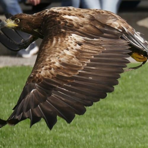 Seeadler bei Greifvogelschau in Adlerarena Burg Landskron bei Villach in Kärnten