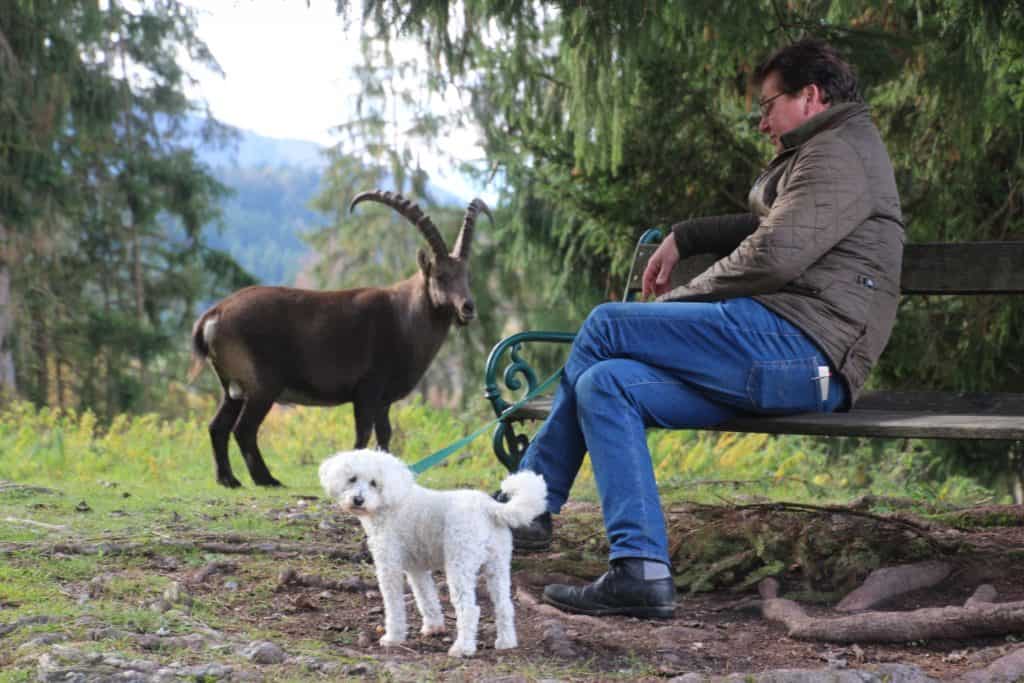 Mit Hund im Tierpark Rosegg - Ausflugsziel in Kärnten Nähe Wörthersee