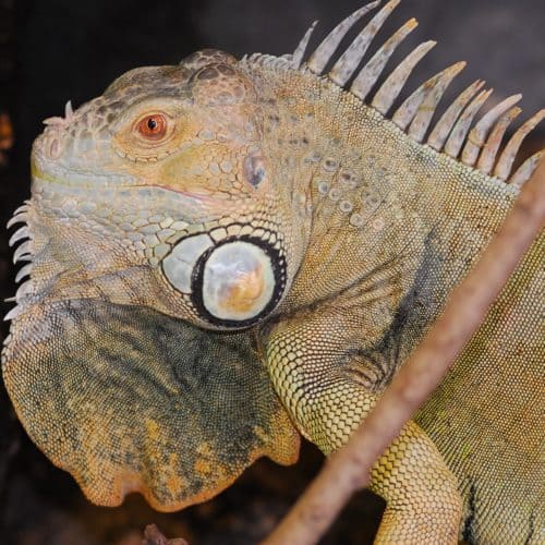 Reptil im Reptilienzoo Happ am Wörthersee - ganzjährig geöffnete Sehenswürdigkeit in Österreich