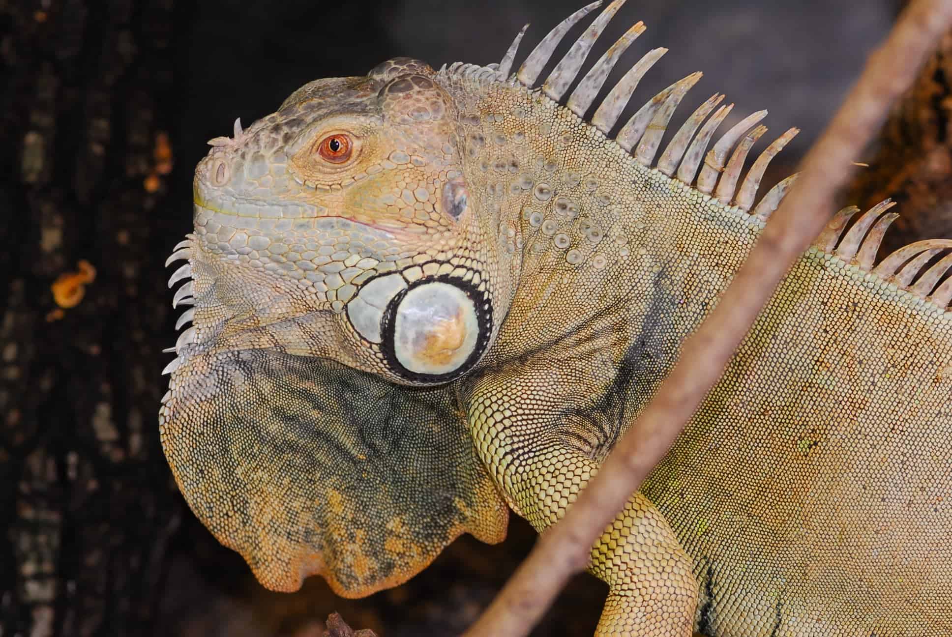 Reptil im Reptilienzoo Happ am Wörthersee - ganzjährig geöffnete Sehenswürdigkeit in Österreich