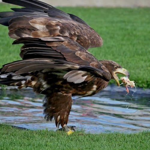 Seeadler Greifvogel bei Flugschau der Adlerarena auf Burg Landskron am Ossiacher See in Kärnten