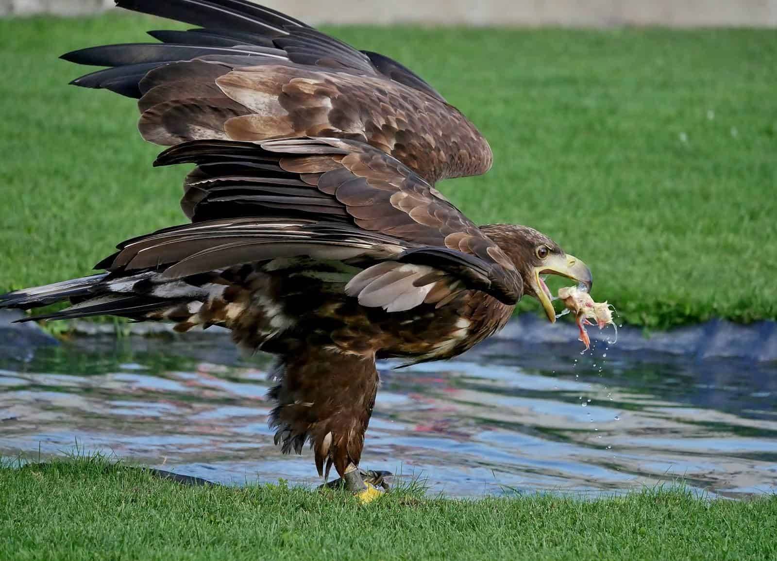 Seeadler Greifvogel bei Flugschau der Adlerarena auf Burg Landskron am Ossiacher See in Kärnten