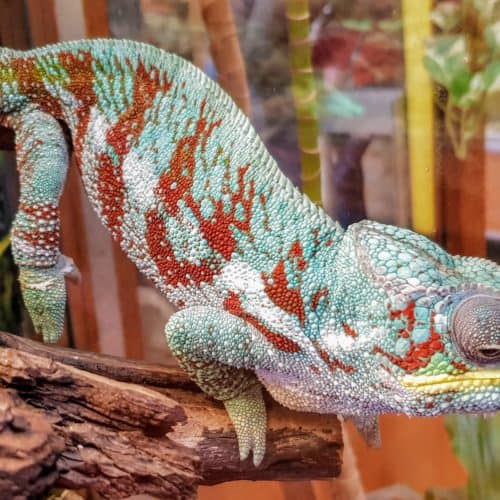 Chamäleon im Reptilienzoo Happ Klagenfurt am Wörthersee - TOP Ausflugsziel in Kärnten