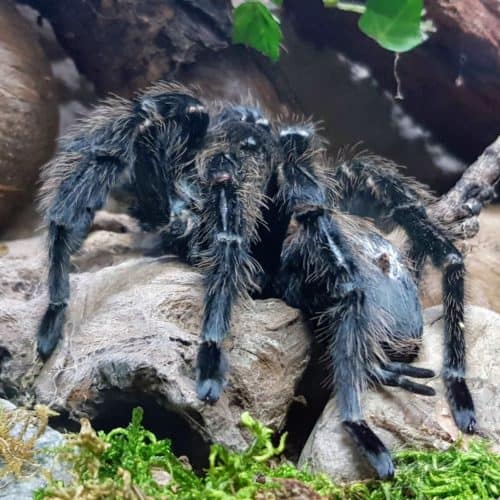 Spinne im Reptilienzoo Happ Klagenfurt am Wörthersee