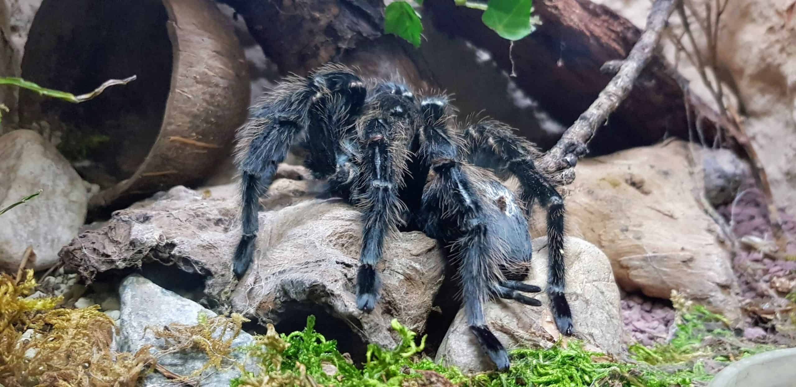 Spinne im Reptilienzoo Happ Klagenfurt am Wörthersee