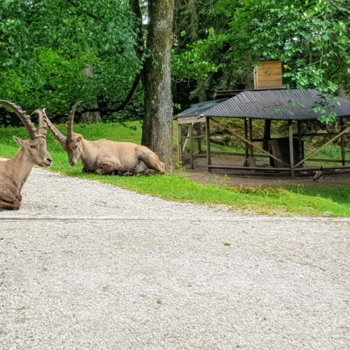 Steinböcke im Tierpark Rosegg, Ausflugsziel & Wildtierpark in Kärnten - Urlaubsregion Rosental-Wörthersee