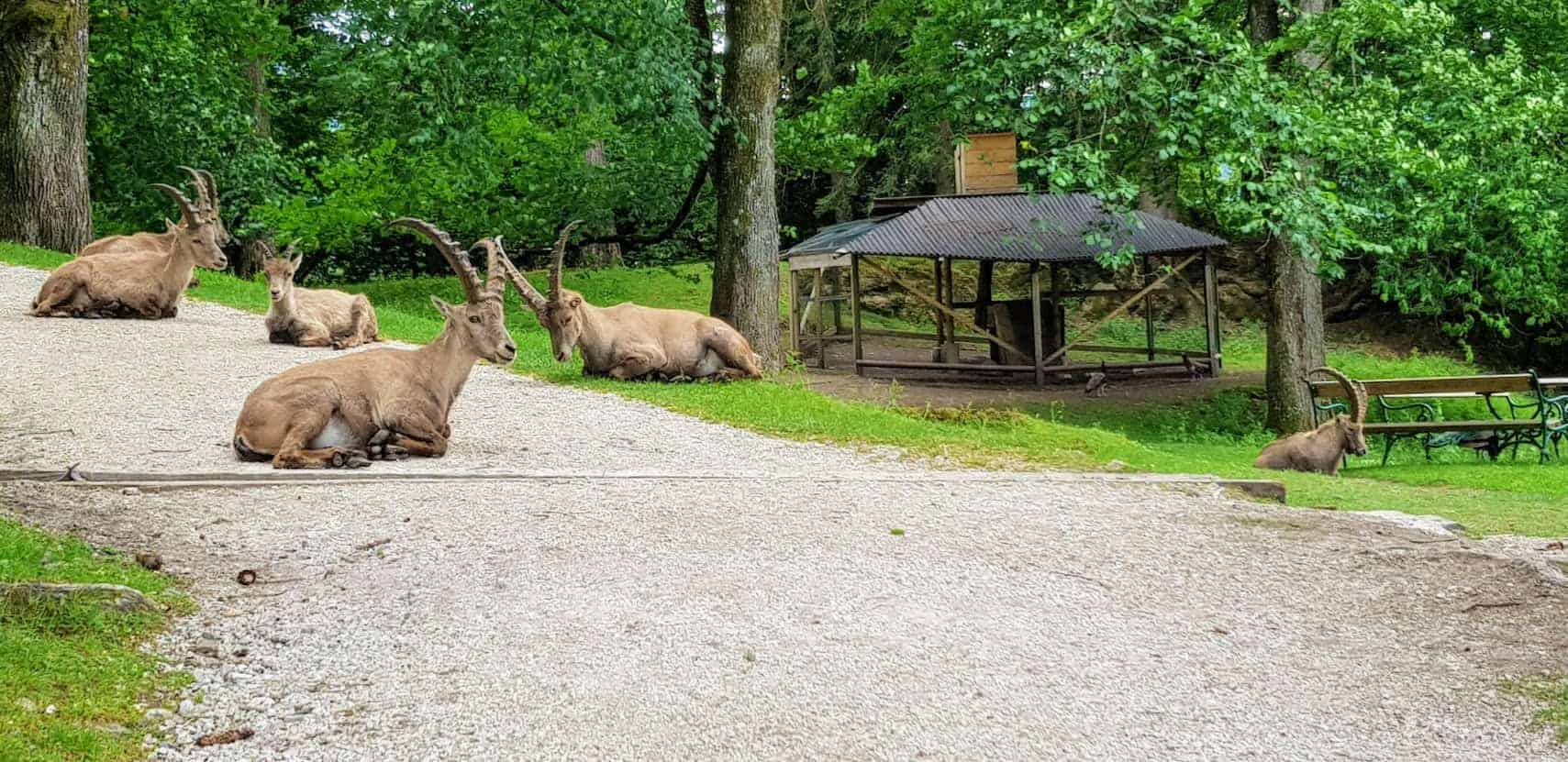 Steinböcke im Tierpark Rosegg, Ausflugsziel & Wildtierpark in Kärnten - Urlaubsregion Rosental-Wörthersee