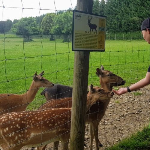 Tierpark Rosegg in Kärnten - Sehenswürdigkeit im Rosental