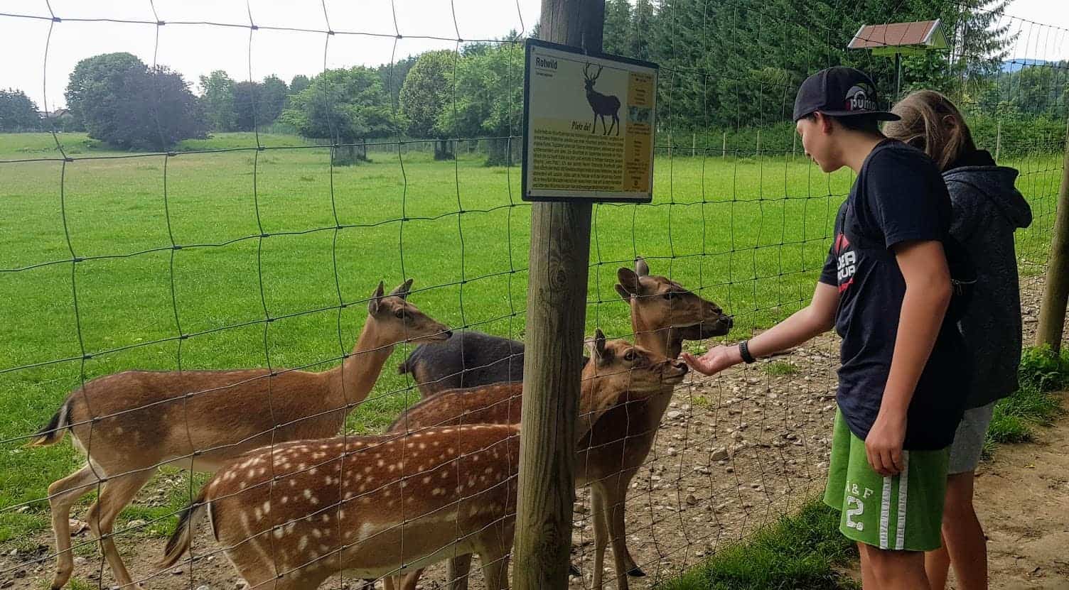 Tierpark Rosegg in Kärnten - Sehenswürdigkeit im Rosental