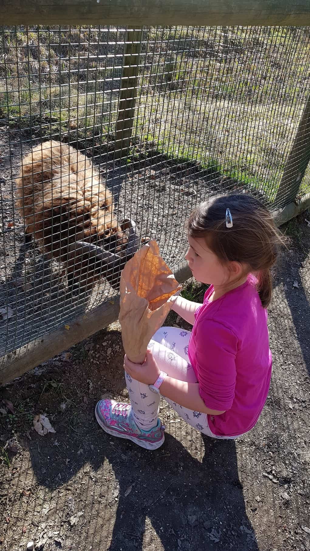 Streichelzoo Tierpark Rosegg in Kärnten - Mädchen füttert Ziege im Kleintierzoo