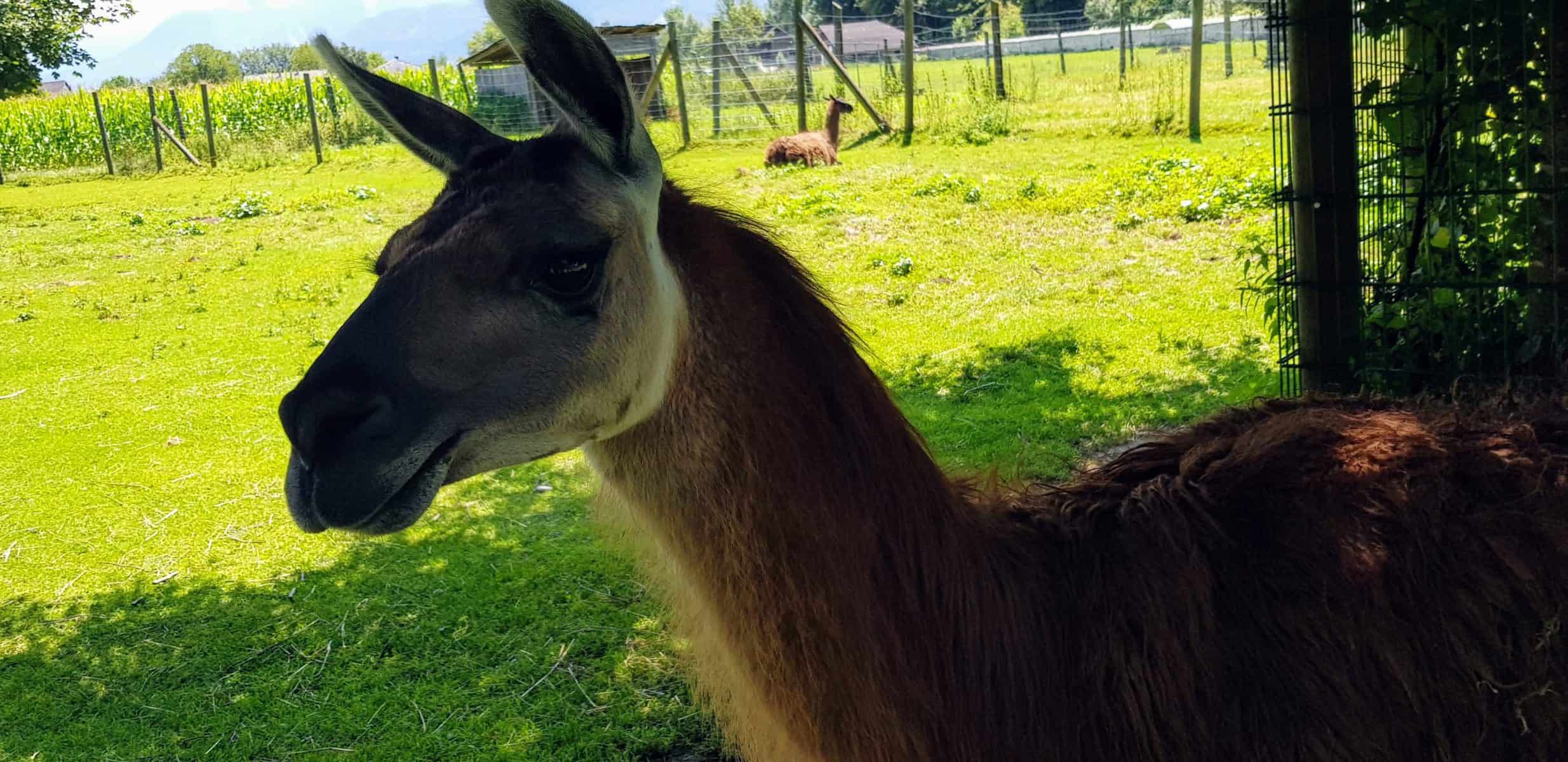 Lama im Streichelzoo Tierpark Rosegg - beliebtes Familienausflugsziel in Kärnten