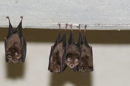 Fledermäuse im 1. Österreichischen Fledermaushaus in Kärnten