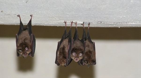 Fledermäuse im 1. Österreichischen Fledermaushaus in Kärnten