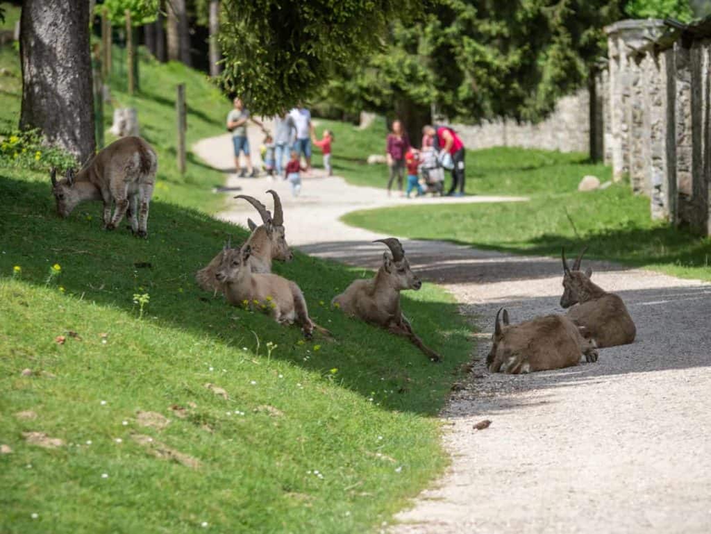 Ausflug in Tierpark Nähe Weissensee Nassfeld in Rosegg