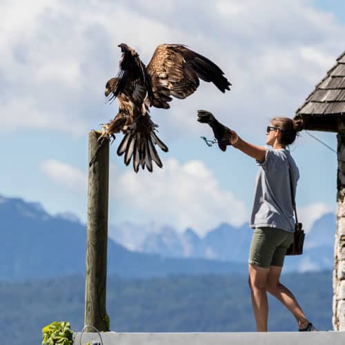 Adler bei Greifvogelschau in Kärnten - Landskron Nähe Affenberg bei Villach