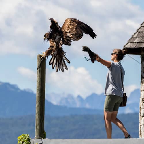 Fantastische Adlerflugshow auf Burg Landskron in der Adlerarena - Familienausflugsziel in Kärnten, Österreich