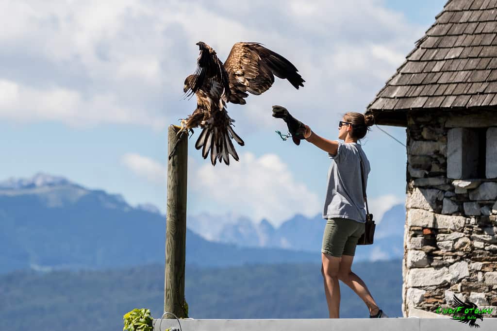 Fantastische Adlerflugshow auf Burg Landskron in der Adlerarena - Familienausflugsziel in Kärnten, Österreich