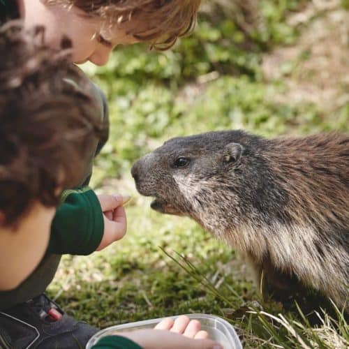 Kinder mit Murmeltiere bei Ausflug auf die Großglockner Hochalpenstraße im Nationalpark Hohe Tauern - Attraktion am Großglockner