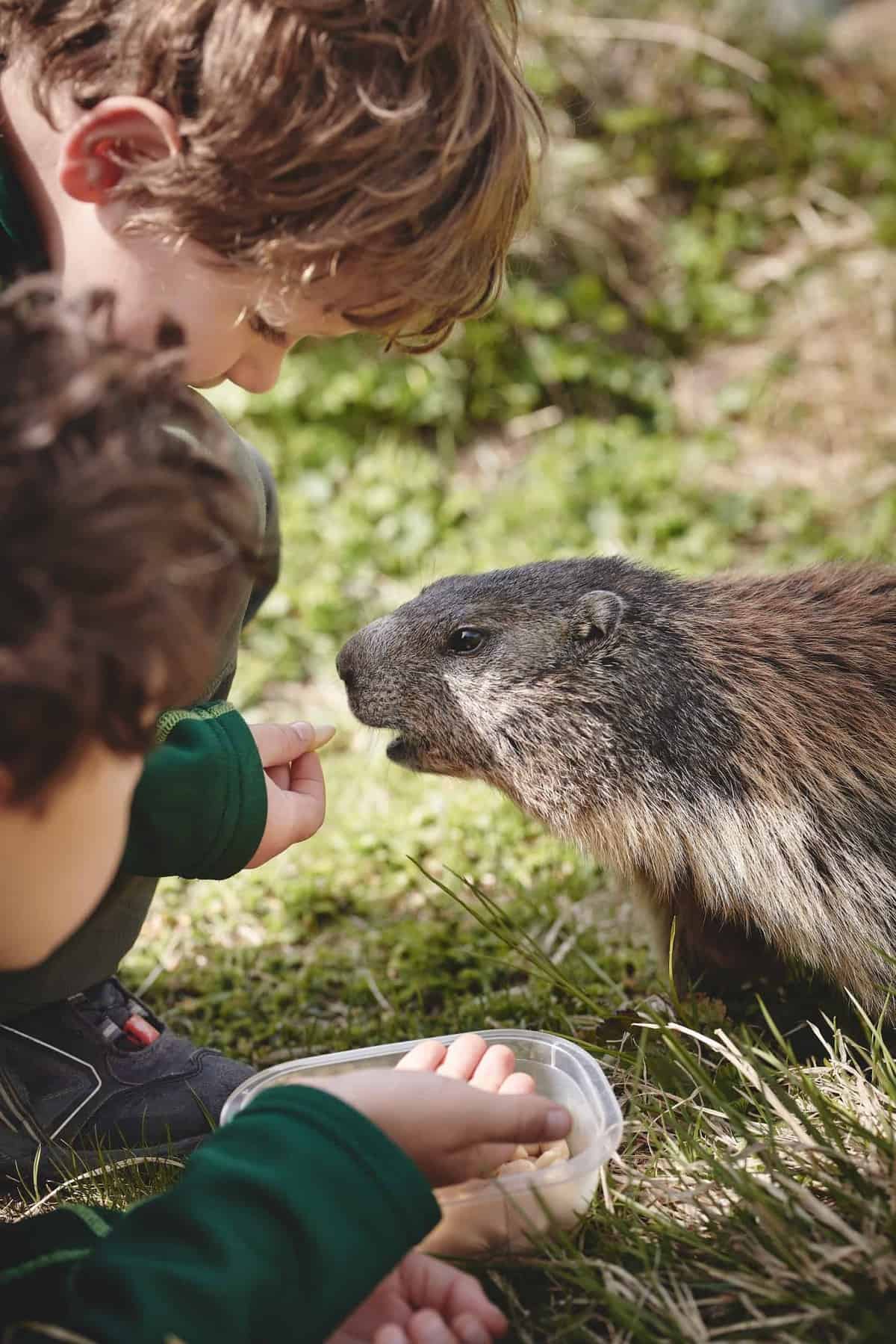 Kinder mit Murmeltiere bei Ausflug auf die Großglockner Hochalpenstraße im Nationalpark Hohe Tauern - Attraktion am Großglockner