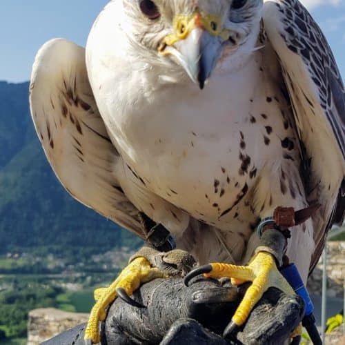 Falke bei Greifvogelschau auf Burg Landskron bei Villach in Kärnten